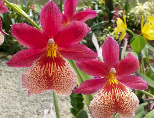 Como Escolher Orquídeas para Presente