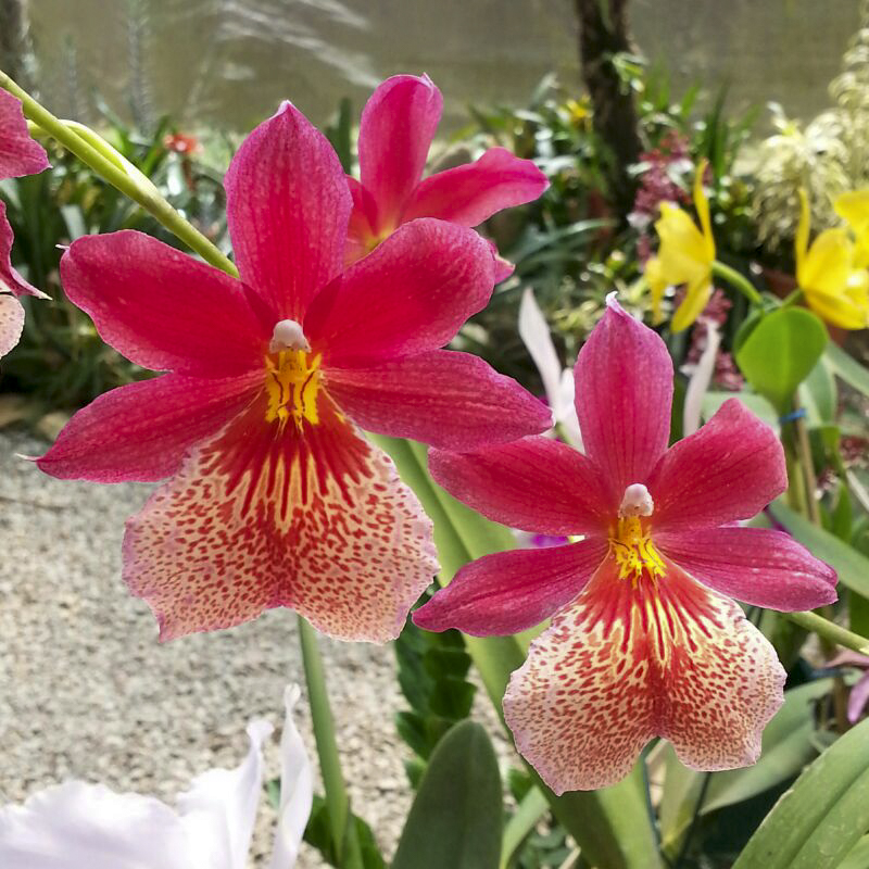 HOME - Orquídeas e Morangos em Atibaia sem agrotóxicos